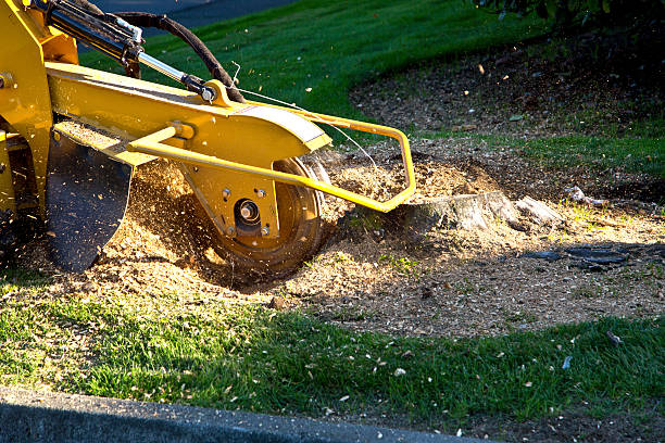 Tree Root Removal in Chatham, VA